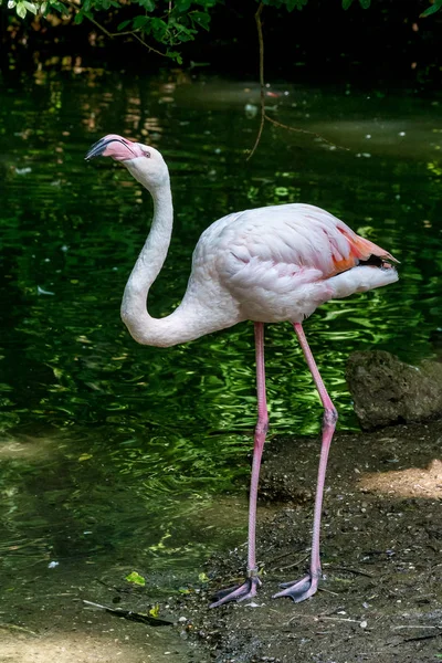 Американский фламинго, Phoenicopterus ruber большой вид фламинго — стоковое фото