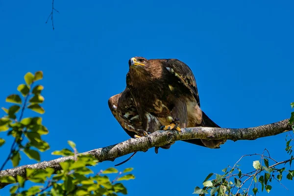 Harriss γεράκι, Parabuteo unicinctus, κόλπος-φτερωτό γεράκι ή dusky γεράκι — Φωτογραφία Αρχείου