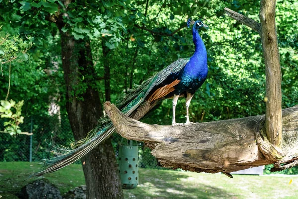 Pavão Indiano ou Pavão Azul, Pavo cristatus no zoológico — Fotografia de Stock