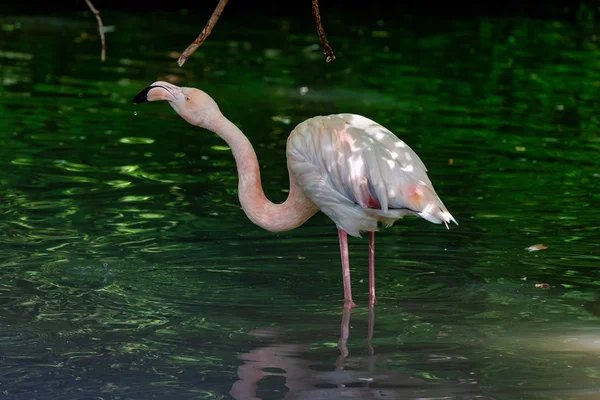 The American flamingo, Phoenicopterus ruber is a large species of flamingo — Stock Photo, Image