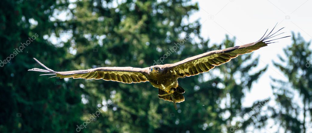 Harriss hawk, Parabuteo unicinctus, bay-winged hawk or dusky hawk