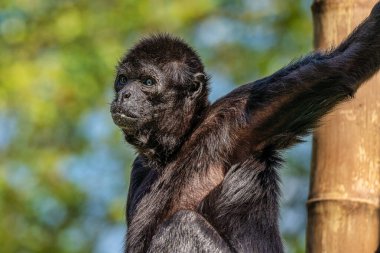 Siyah kafalı örümcek maymun, Ateles fusciceps örümcek maymun türüdür