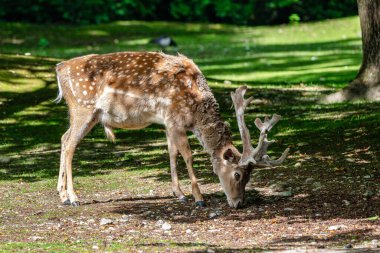 Nadas geyik, dama mesopotamica bir ruminant memelisidir