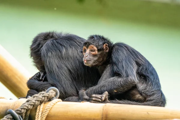 Ateles fusciceps es una especie de mono araña de la familia Atelidae. — Foto de Stock