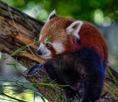 Red panda, Ailurus fulgens, küçük panda olarak da bilinir.