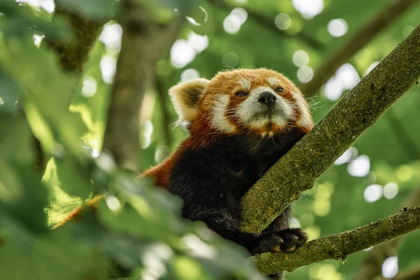 The red panda, Ailurus fulgens, also called the lesser panda. — Stock Photo, Image