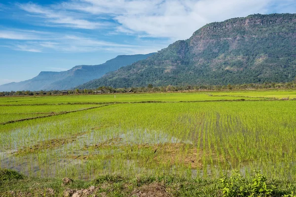 Pola ryżowe w dolinie Champasak, Laos — Zdjęcie stockowe
