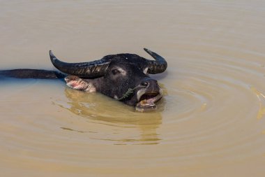 Kamboçya sınırı yakınlarındaki Mekong suların vahşi manda