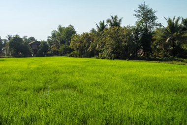 Güzel kırsal seyahat tropikal kırsal bölgesinde, Siem Reap, Kamboçya