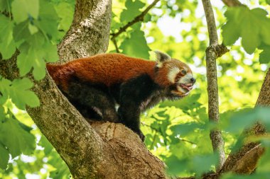 Red panda, Ailurus fulgens, küçük panda olarak da bilinir.