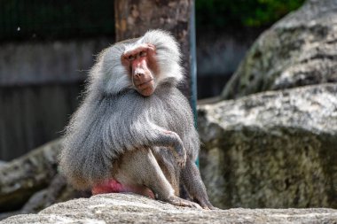 Hamadryas babunu, Papio hamadryas babunu familyasından bir