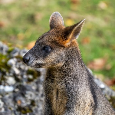 Bataklık kanguru, Wallabia bicolor, daha küçük kanguru biridir