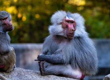 Hamadryas babunu, Papio hamadryas babunu familyasından bir