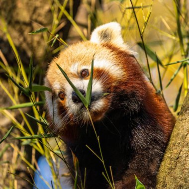 Red panda, Ailurus fulgens, küçük panda olarak da bilinir.