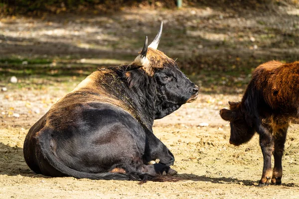 Heck sığır, Bos primigenius Toros veya yaban öküzü Hayvanat Bahçesi — Stok fotoğraf