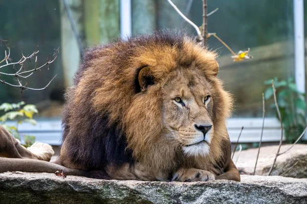 El león, Panthera leo es uno de los cuatro grandes felinos del género Panthera — Foto de Stock