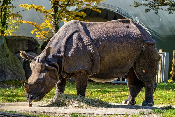 El rinoceronte indio, Rhinoceros unicornis aka Gran rinoceronte de un cuerno — Foto de Stock