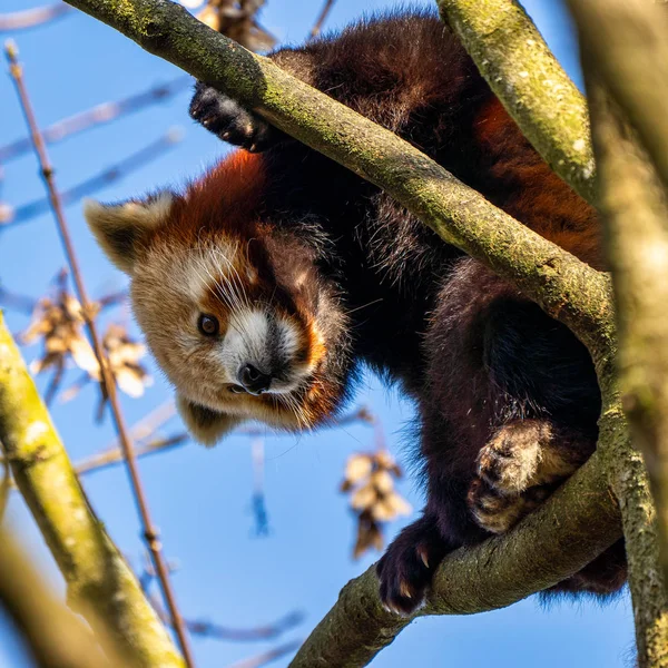 El panda rojo, Ailurus fulgens, también llamado el panda menor . — Foto de Stock