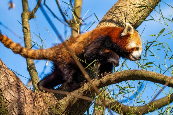 El panda rojo, Ailurus fulgens, también llamado el panda menor . — Foto de Stock
