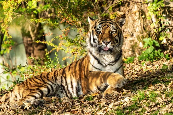 La tigre siberiana, Panthera tigris altaica nello zoo — Foto Stock