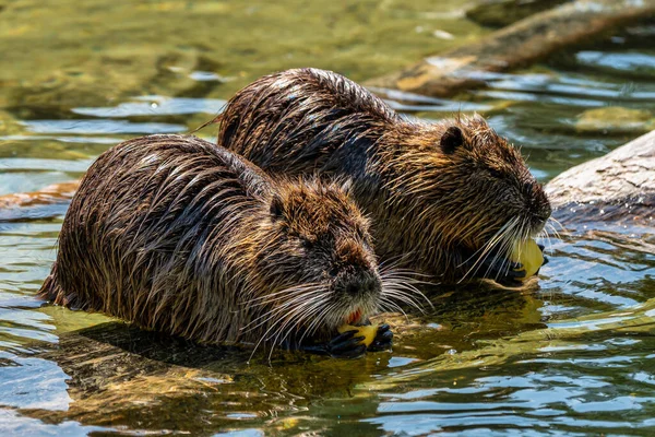 Beverrat, Myocastor coypus, ook bekend als rivier rat of nutria 's — Stockfoto