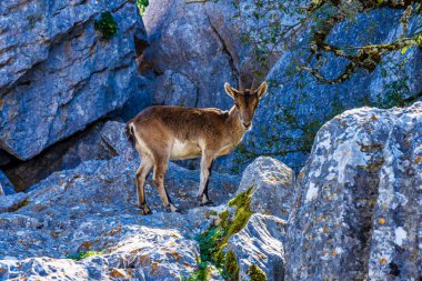 İspanyol Ibex, Torcal de Antequera Ulusal Parkı'ndaki Capra pyrenaica, İspanya