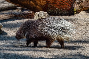 Indian crested Porcupine, Hystrix indica in a german zoo clipart
