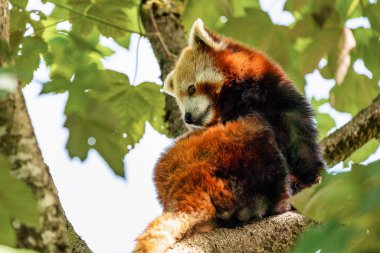 Red panda, Ailurus fulgens, küçük panda olarak da bilinir.