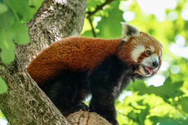 Red panda, Ailurus fulgens, küçük panda olarak da bilinir.