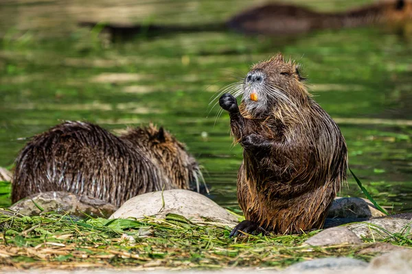 Nutrie, Myocastor coypus, také známý jako krysa nebo nutrie — Stock fotografie