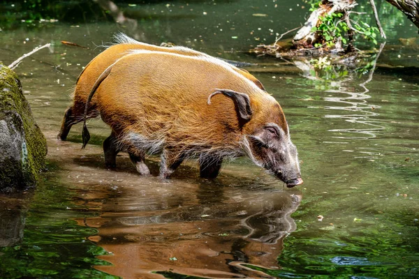 Porco-do-rio-vermelho, Potamochoerus porcus, também conhecido como porco-do-mato . — Fotografia de Stock