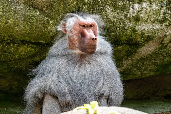 Papio hamadryas é uma espécie de babuíno do gênero "Papio" — Fotografia de Stock