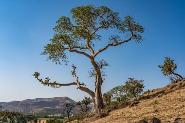Mavi Nil falls, Tis-ruhum Etiyopya, Afrika yakınındaki manzaralı