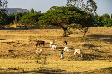 Mavi Nil Şelalesi, Tis-ruhum Etiyopya'da Brahman veya Zebu boğa yakınındaki