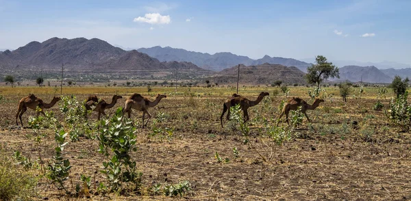 埃塞俄比亚北部提格雷通往格兰代塔的公路上的骆驼. — 图库照片