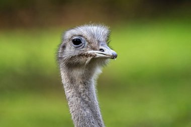 Darwin'in rhea, Rhea pennata olarak da bilinen daha az rhea.
