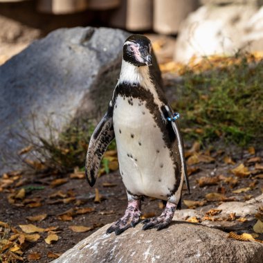 Humboldt pengueni, Spheniscus humboldti Hayvanat Bahçesi