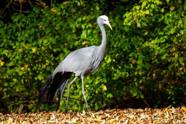 Mavi turna Grus paradisea, nesli tükenmekte olan bir kuştur