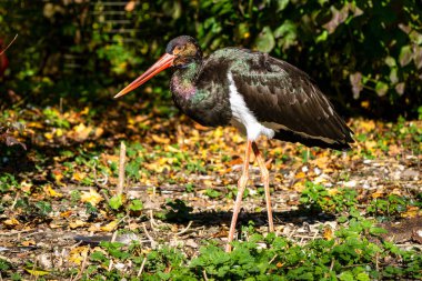 Siyah leylek, Ciconia nigra bir Alman Doğa Parkı