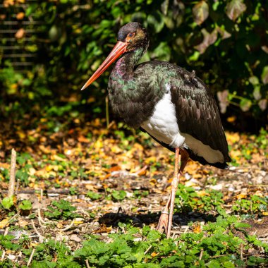 Siyah leylek, Ciconia nigra bir Alman Doğa Parkı