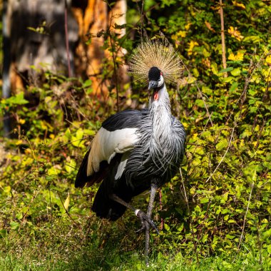 Siyah taç Crane, Balearica pavonina Hayvanat Bahçesi