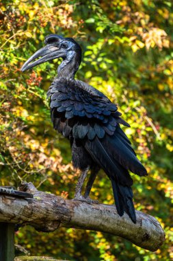 Habeş Kuzey kara kartallar, Bucorvus abyssinicus garip kuş