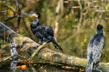 Büyük karabatak, Phalacrocorax karbonhidrat bir dala oturmuş