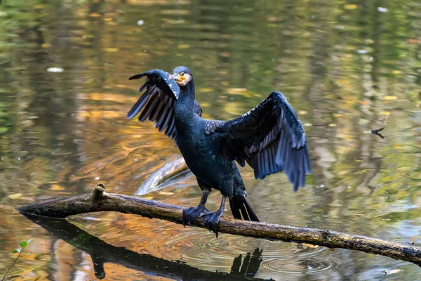 De grote aalscholver, Phalacrocorax carbo zittend op een tak — Stockfoto