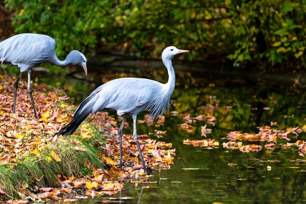 La Grulla Azul, Grus paradisea, es un ave en peligro de extinción —  Fotos de Stock