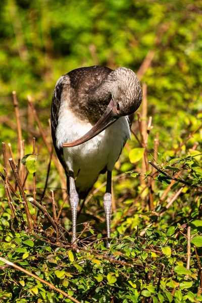 Ibis brillante, Plegadis falcinellus en un zoológico alemán — Foto de Stock