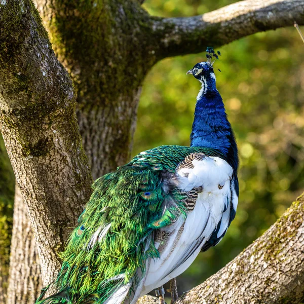 Indian Peacock or Blue Peacock, Pavo cristatus in the zoo — Stock Photo, Image