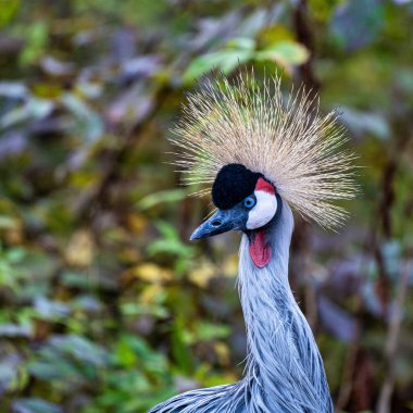 Siyah taç Crane, Balearica pavonina Hayvanat Bahçesi