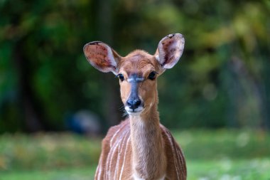 Nyala antilop - yayılım gösterir: angasii. Vahşi yaşam hayvan.
