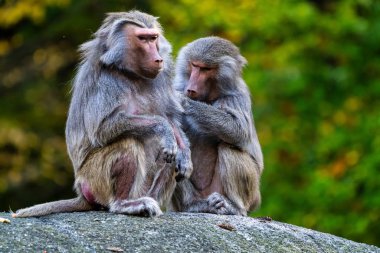 Hamadryas babunu, Papio hamadryas babunu familyasından bir